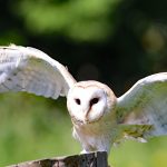 Sova – simbol mudrosti