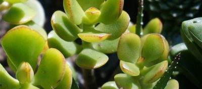 Povećajte sreću s Feng Shuiem