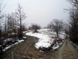 SDC13491