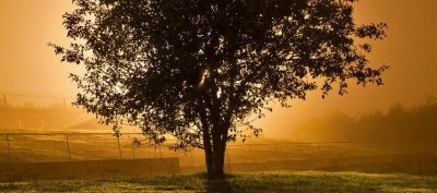 Venera u Raku i uticaj punog Mjeseca na sve znake