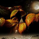 Iskoristite na najbolji način dane pred Pun Mjesec