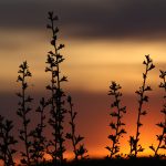 Rođeni pod misterioznom koprenom